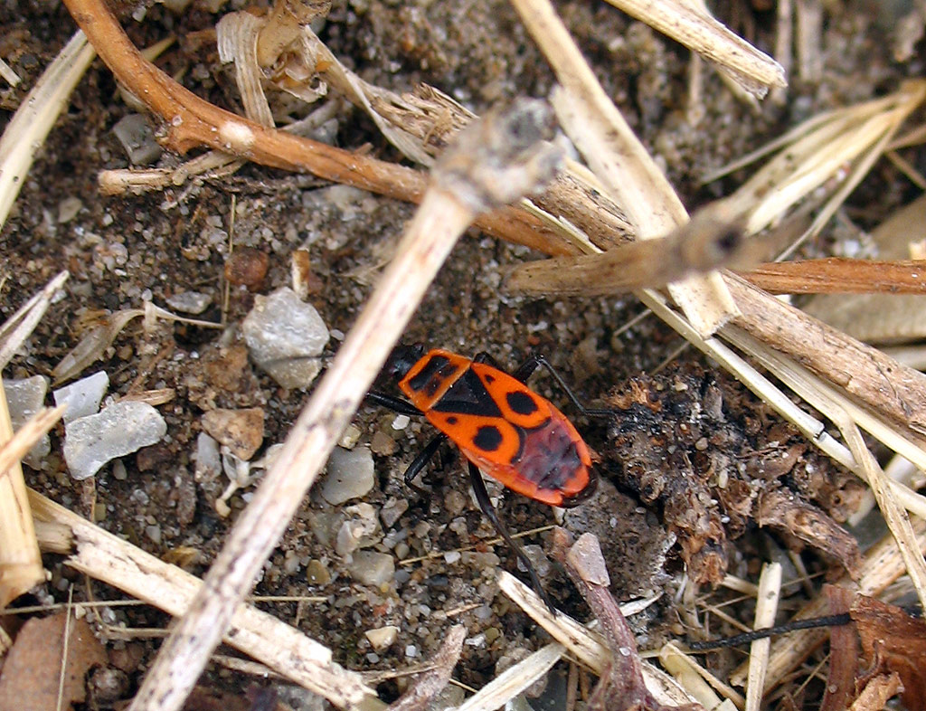 Uno strano Pyrrhocoris apterus??