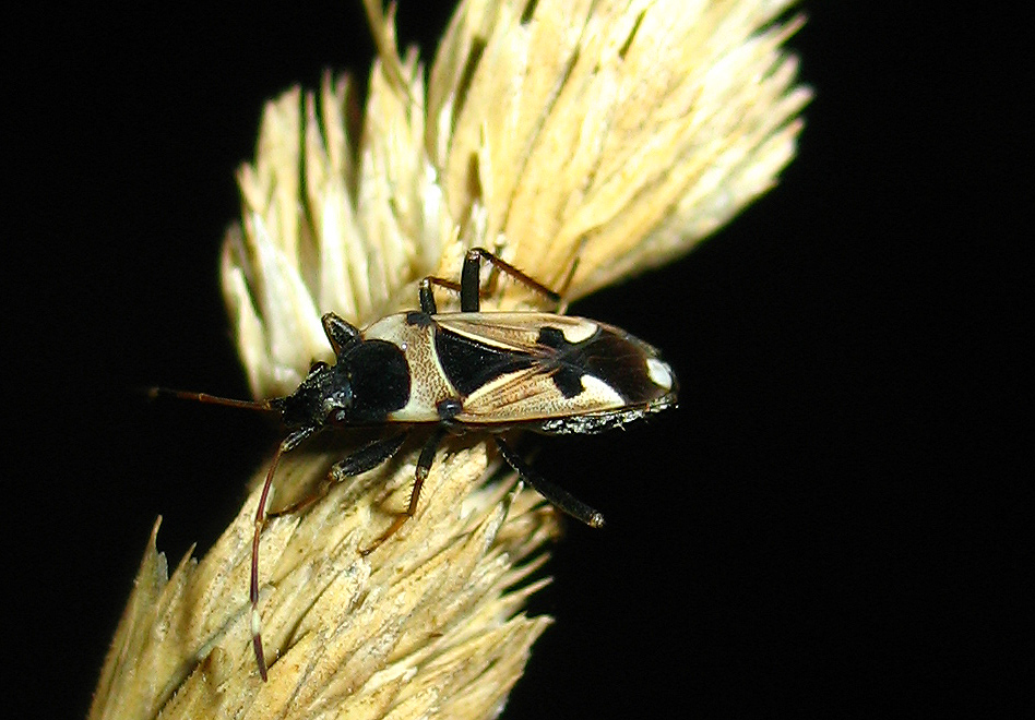 Raglius confusus