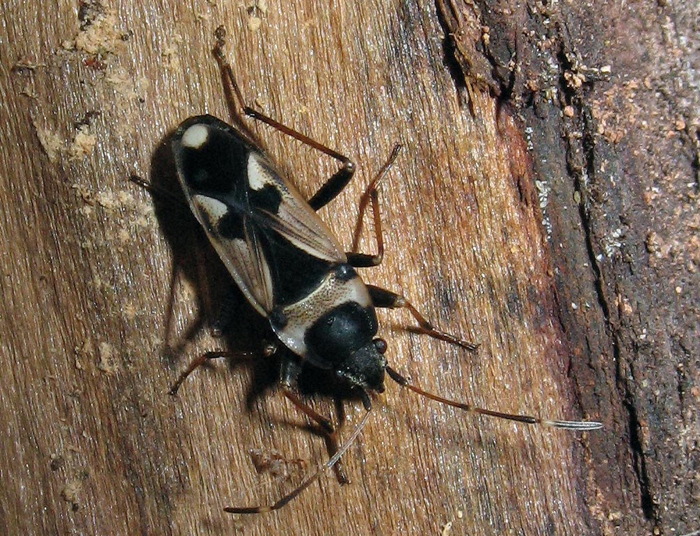 Raglius confusus