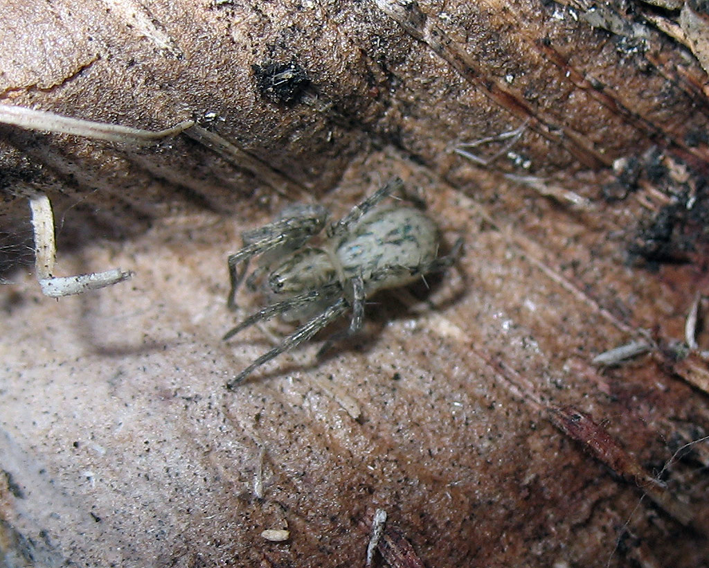 Piccolo ragno bianco e verde: Anyphaena sp.