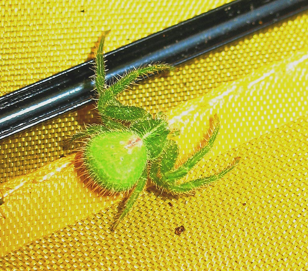Thomisidae: Heriaeus sp.