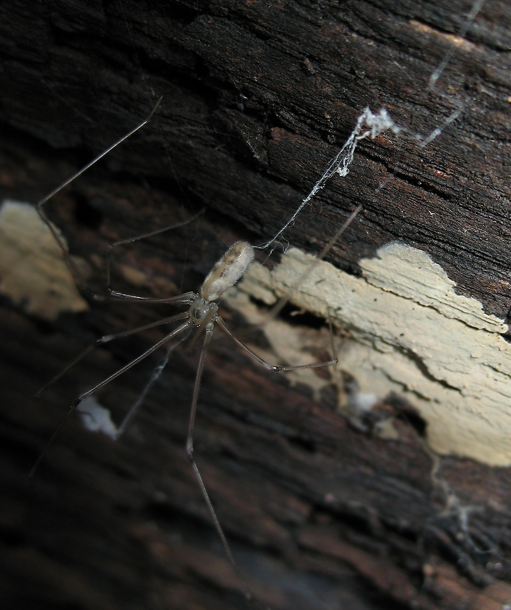 Pholcus phalangioides