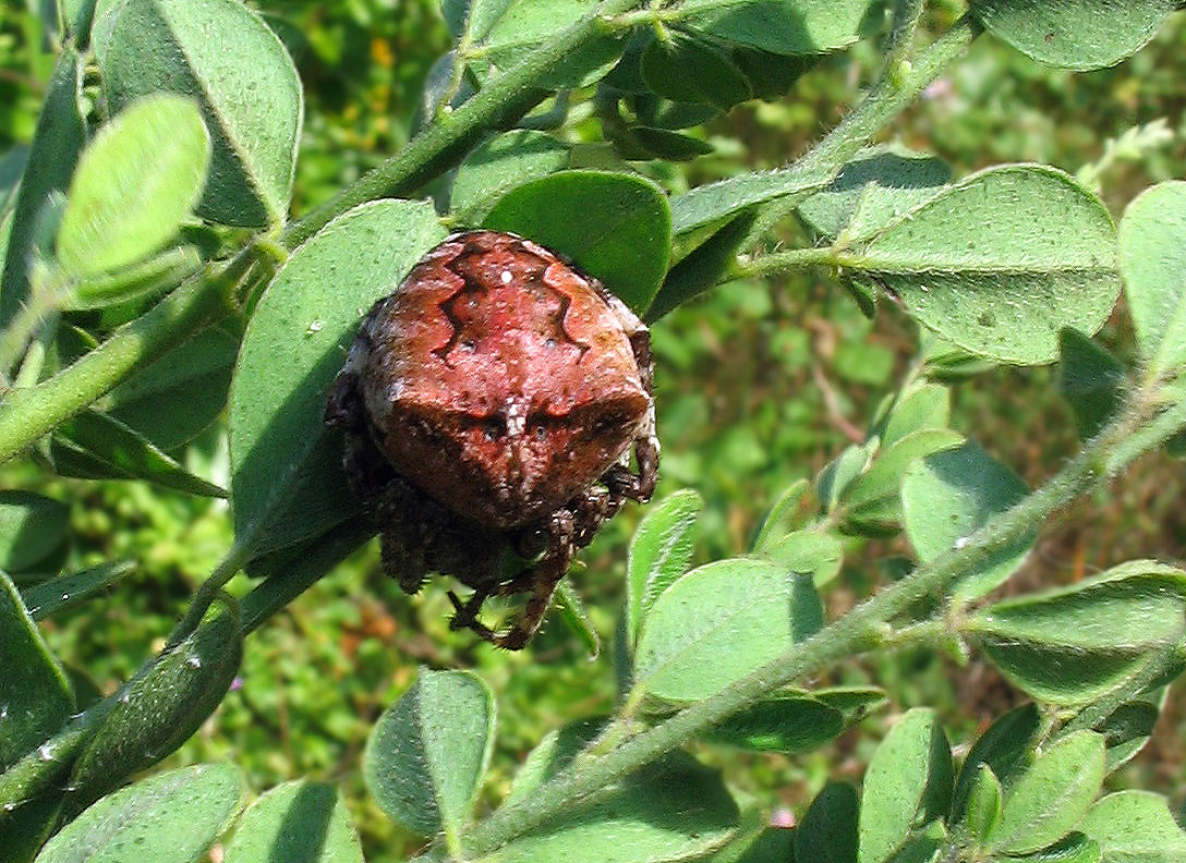 Araneus angulatus  - Isola d''Elba