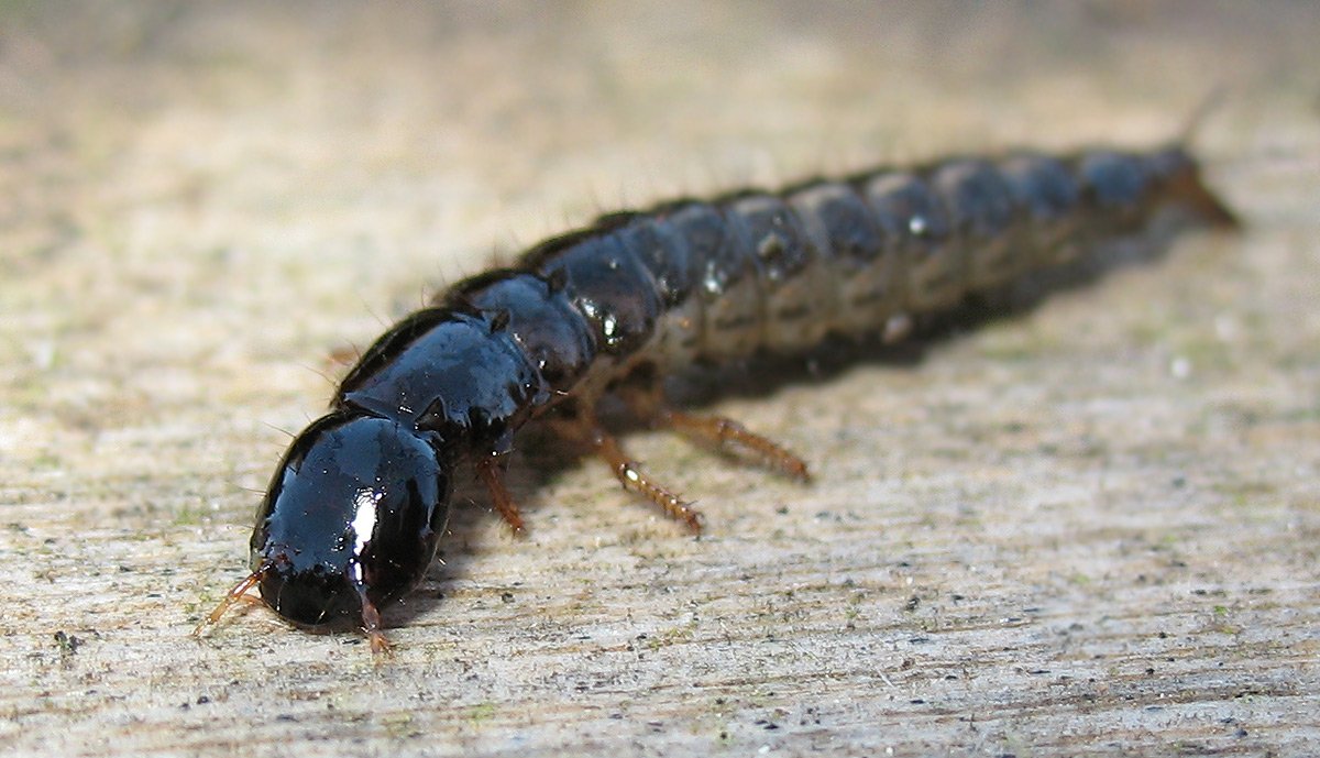Larva di Stafilinide