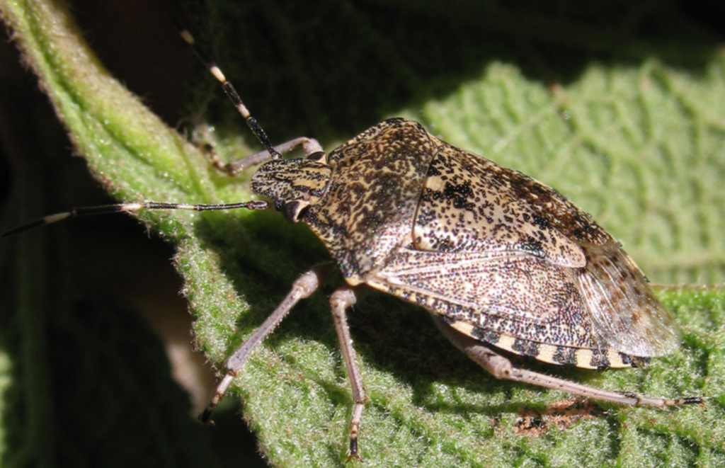 Pentatomidae:  Rhaphigaster nebulosa
