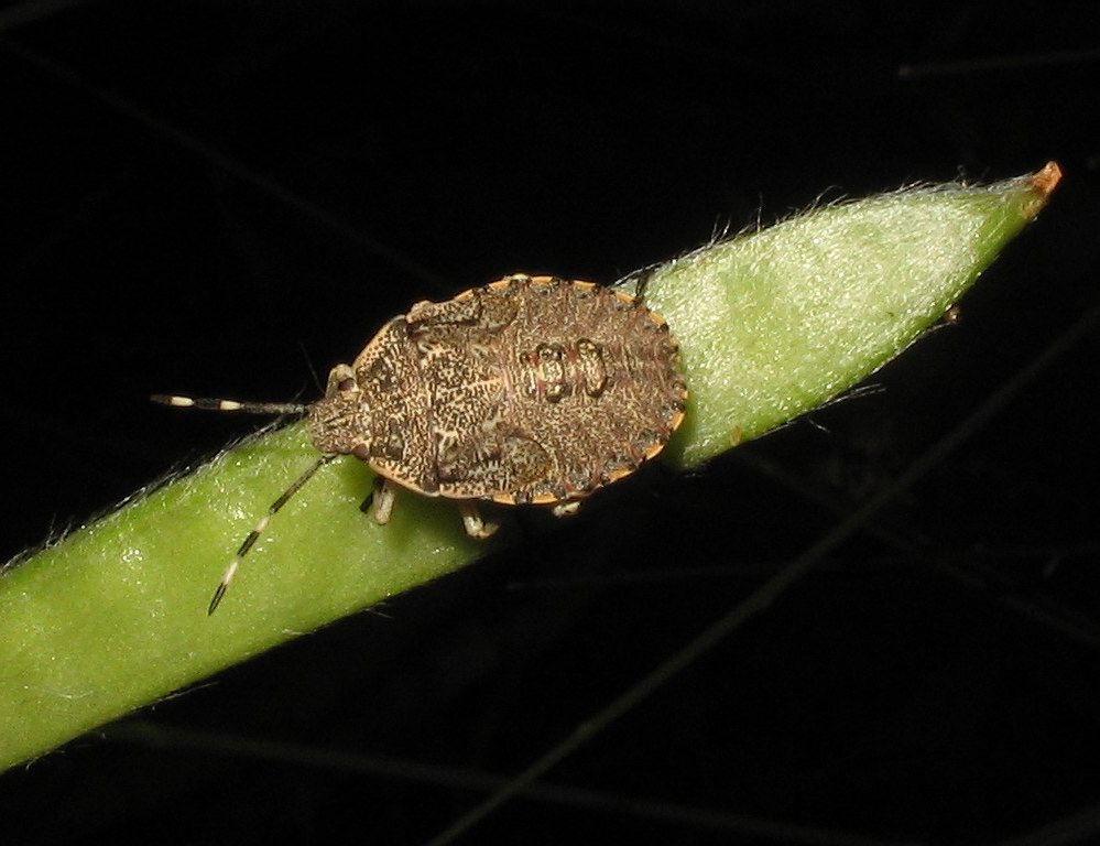 Pentatomidae: Ninfa di Rhaphigaster nebulosa?