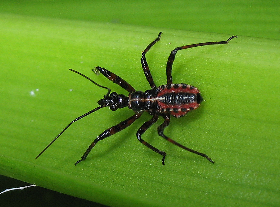 Rhynocoris ninpha