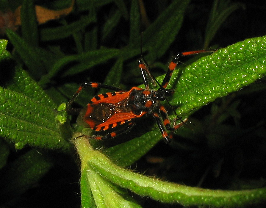 Reduviidae: altro Rhynocoris cuspidatus!!