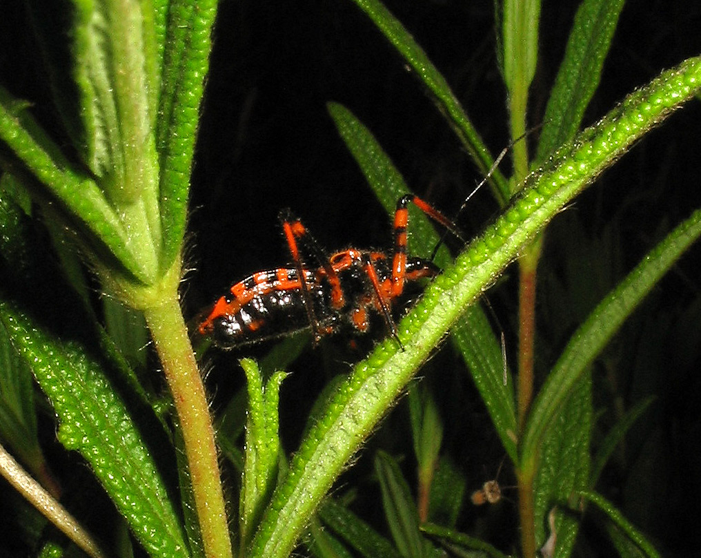 Reduviidae: altro Rhynocoris cuspidatus!!