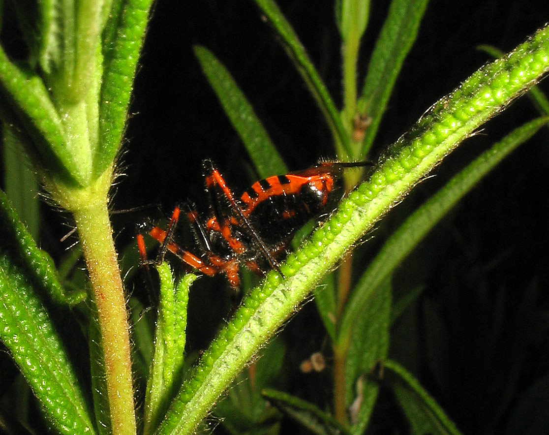 Reduviidae: altro Rhynocoris cuspidatus!!