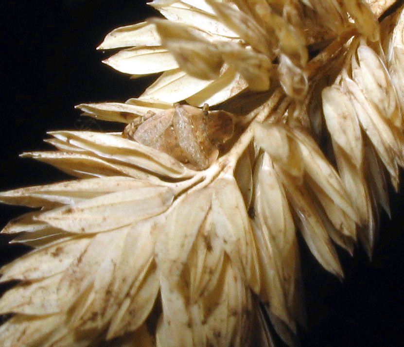 Pentatomidae: Sciocoris sideritidis dal colore rosato