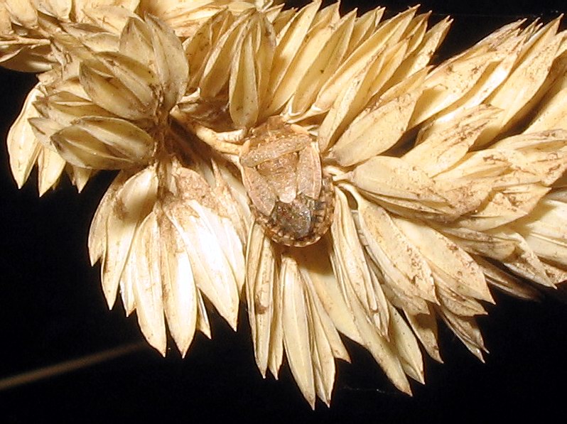 Pentatomidae: Sciocoris sideritidis dal colore rosato