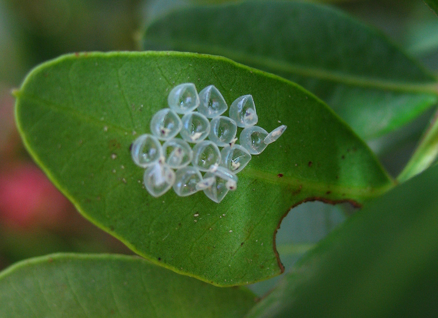 Piccoli Solenosthedium bilunatum crescono....