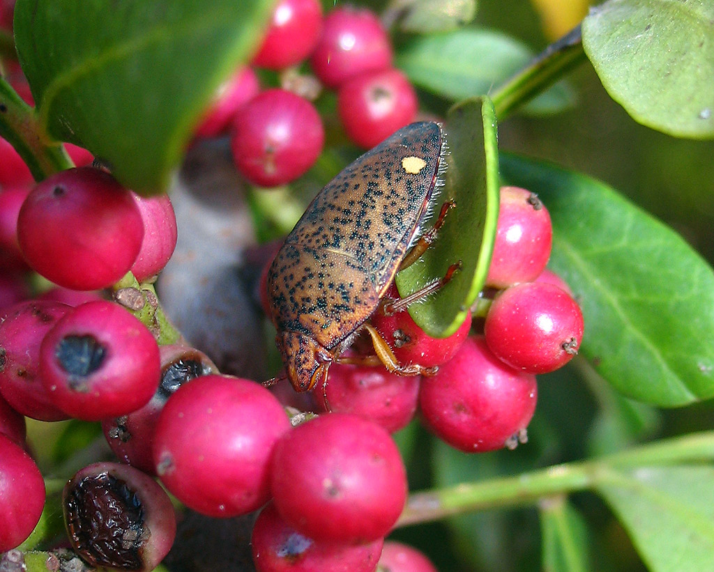 Piccoli Solenosthedium bilunatum crescono....