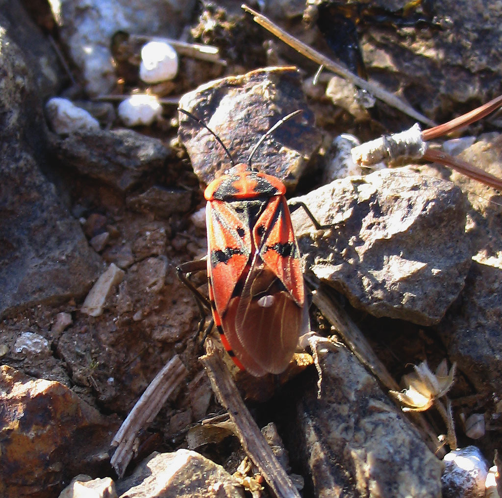 Lygaeidae: Spilostethus pandurus