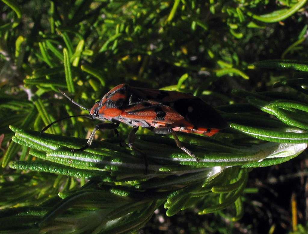 Lygaeidae: Spilostethus pandurus
