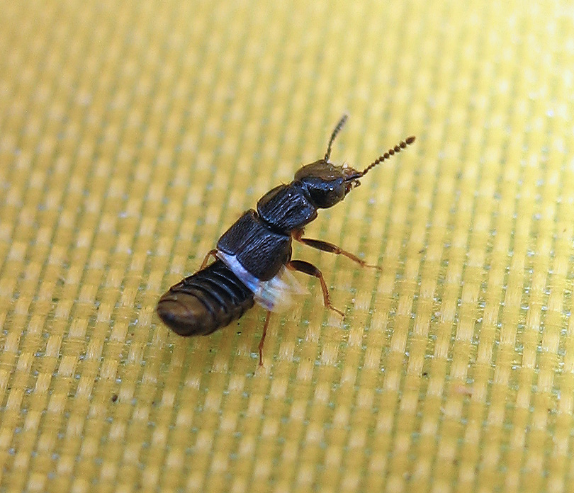 Oxytelus (Staphylinidae) all''Elba