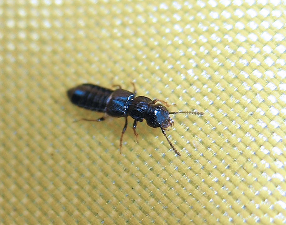 Oxytelus (Staphylinidae) all''Elba