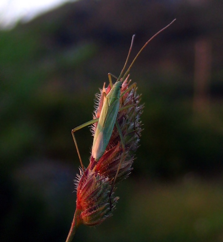 Megaloceroea e Chorosoma (Heteroptera)