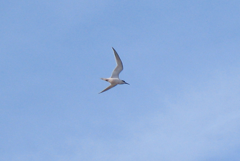 Beccapesci