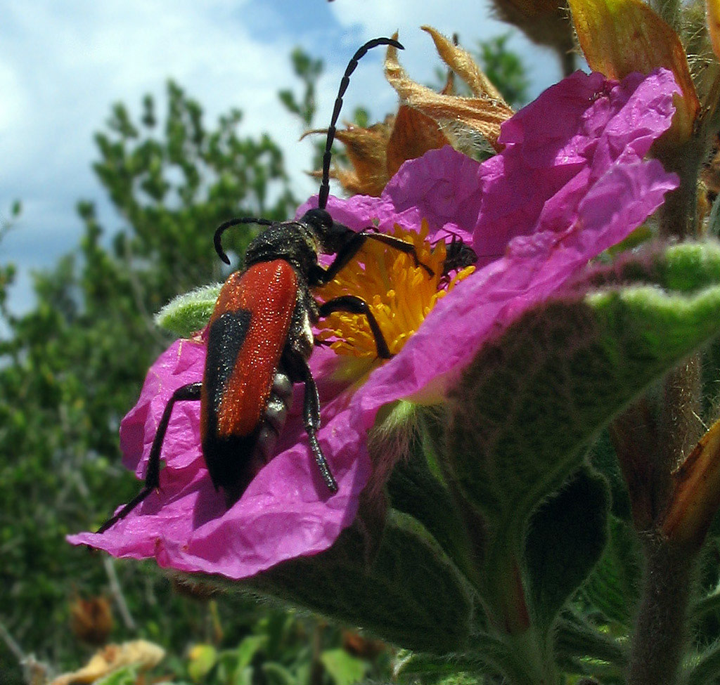 Stictoleptura cordigera