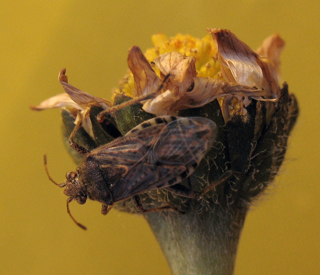 Stictopleurus