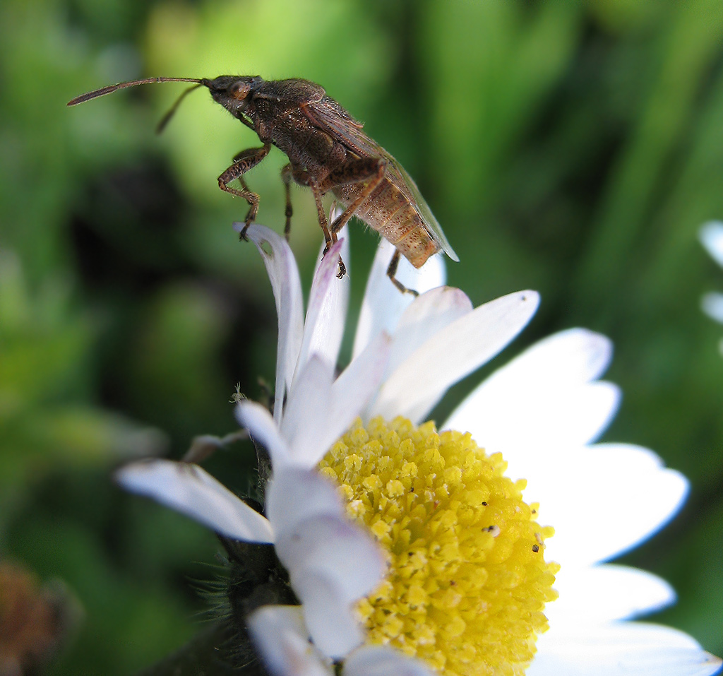 Stictopleurus