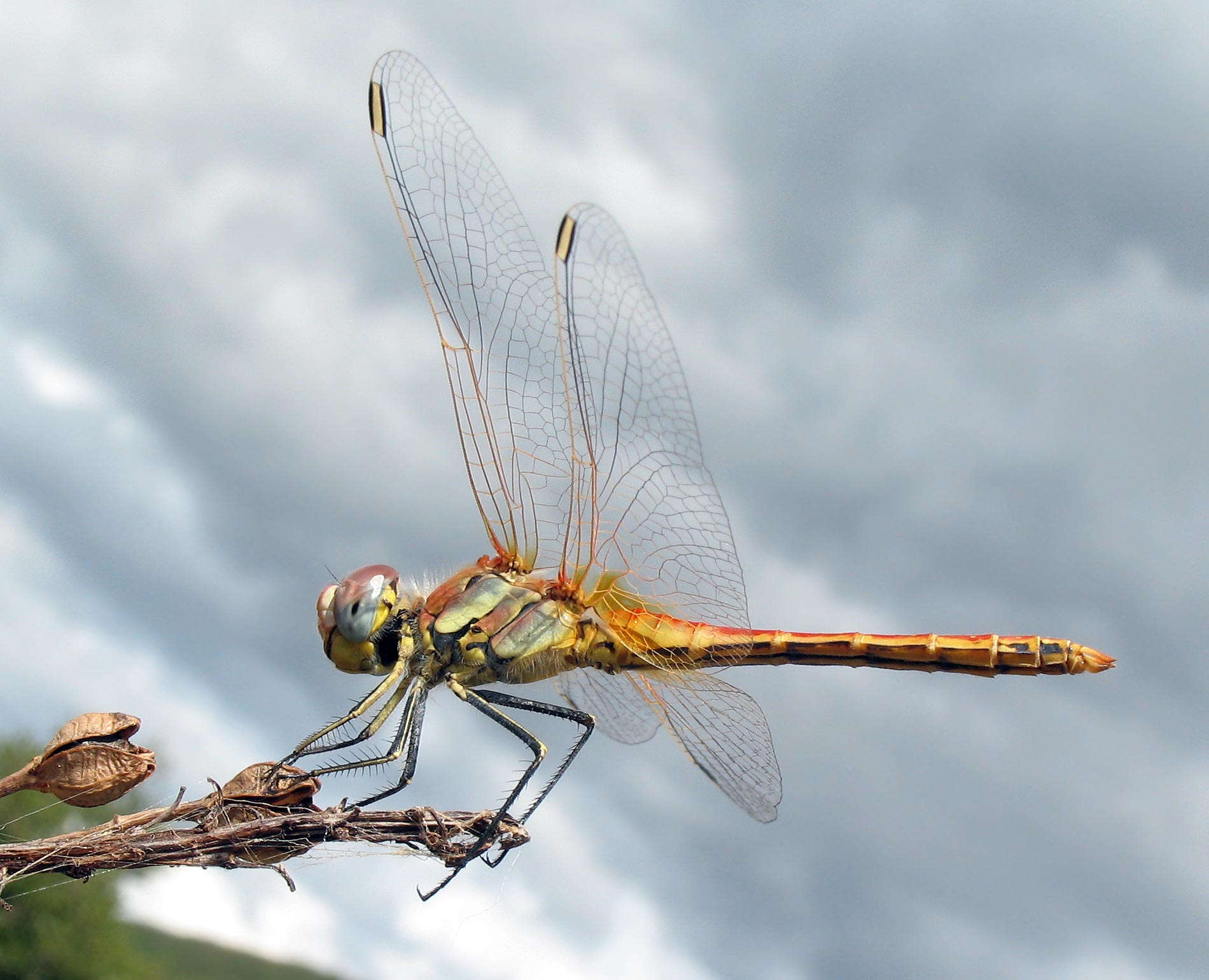 Un nuovo Sympetrum fonscolombii
