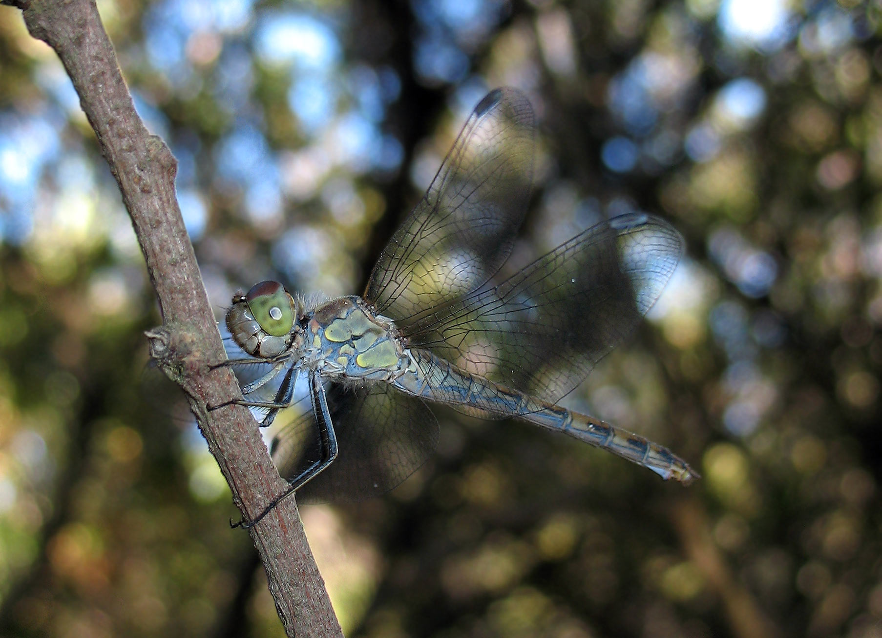 E un nuovo Sympetrum striolatum