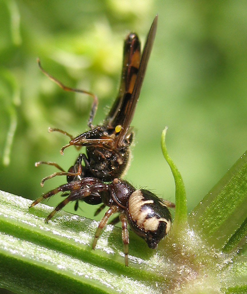 Synaema globosum