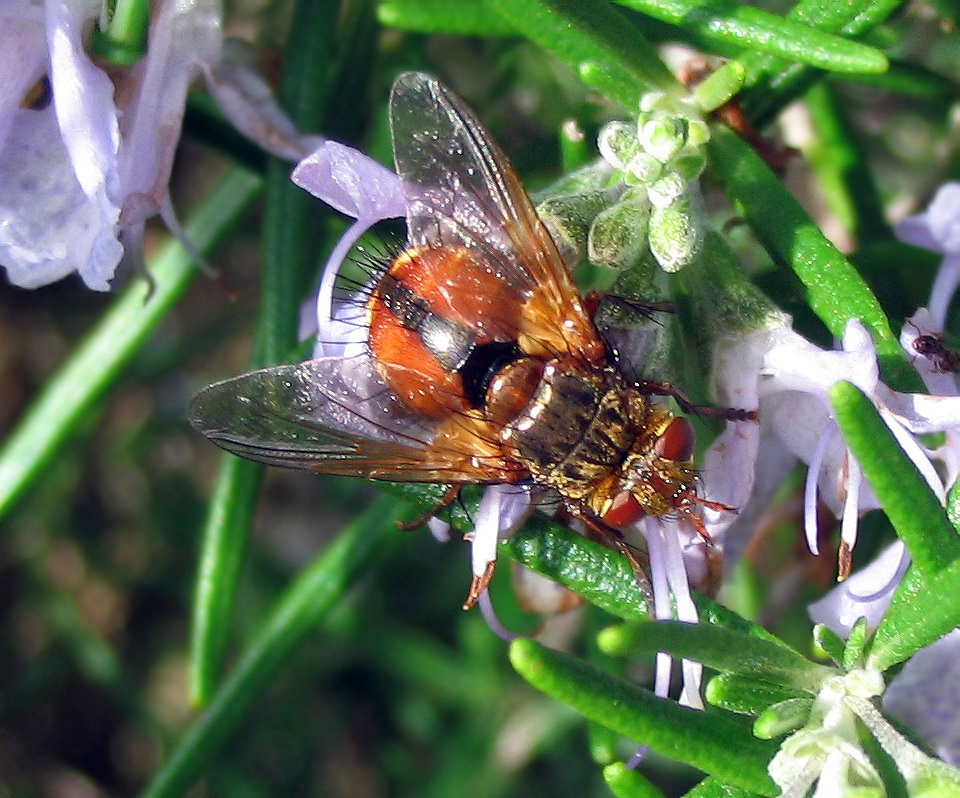 Tachina fera e Gymnosoma sp.