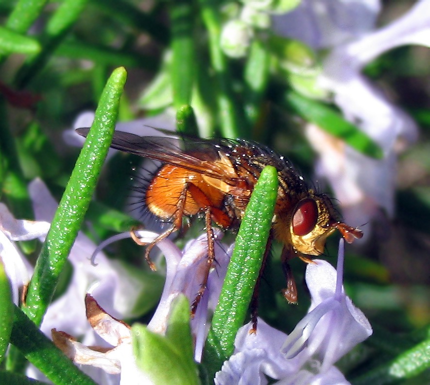 Tachina fera e Gymnosoma sp.