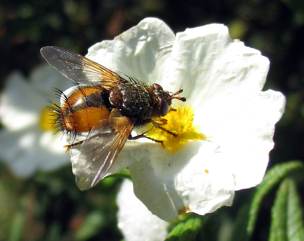 Tachina fera e Gymnosoma sp.