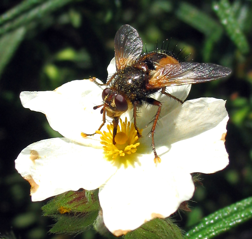 Tachina fera e Gymnosoma sp.