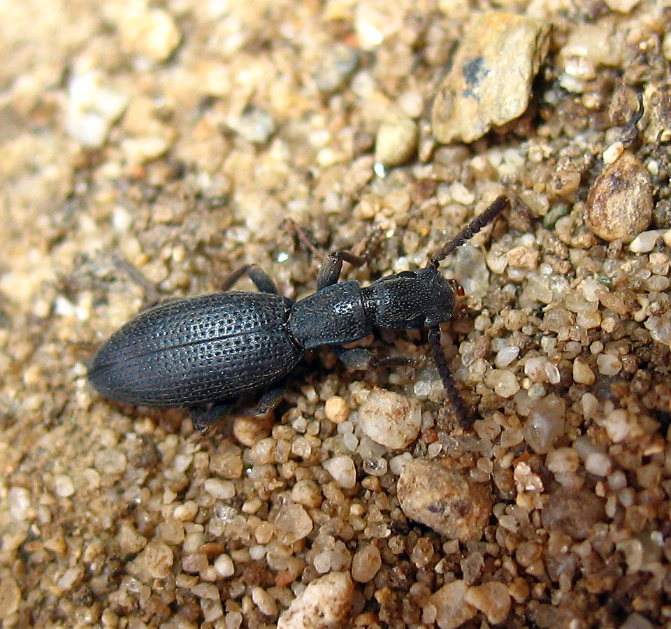 Tenebrionidae: Stenosis sardoa ardoini