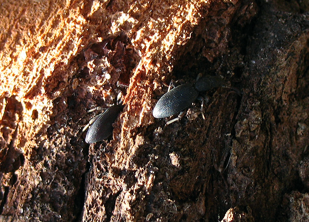 Tenebrionidae: Stenosis sardoa ardoini