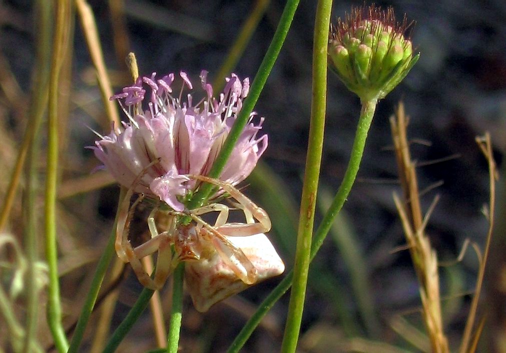 Thomisus onustus