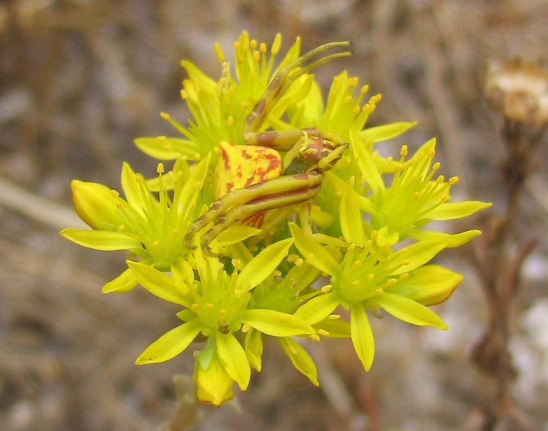 Thomisus onustus