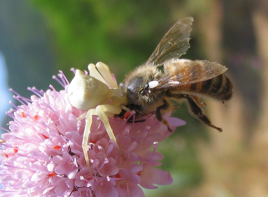 Thomisus onustus