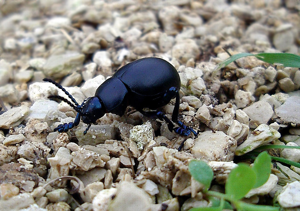 Timarcha nicaeensis