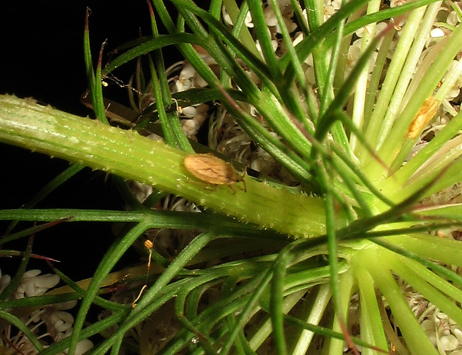 Un altro Tingidae: cfr. Catoplatus fabricii