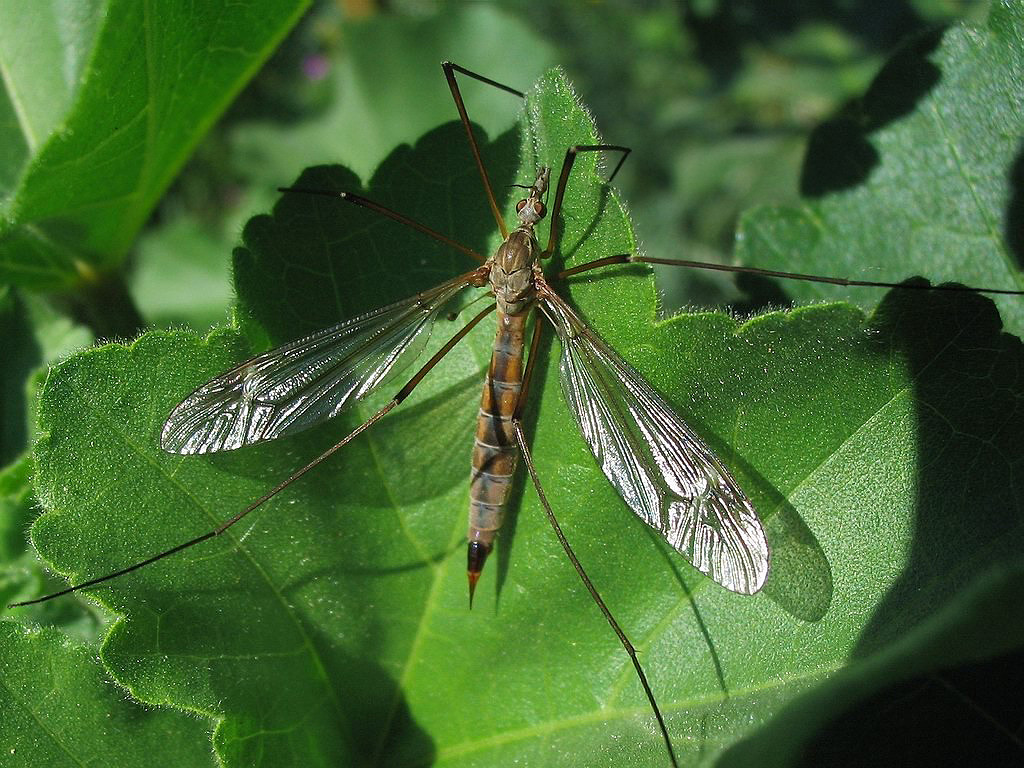 Tre Tipulidae diverse