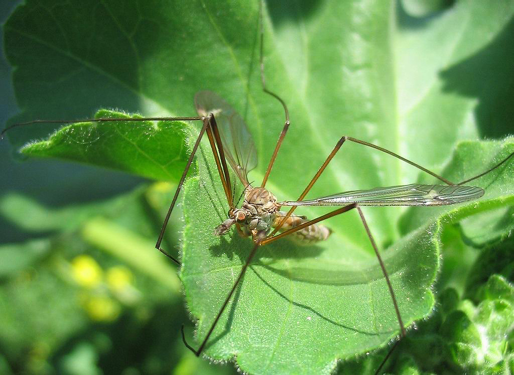 Tre Tipulidae diverse