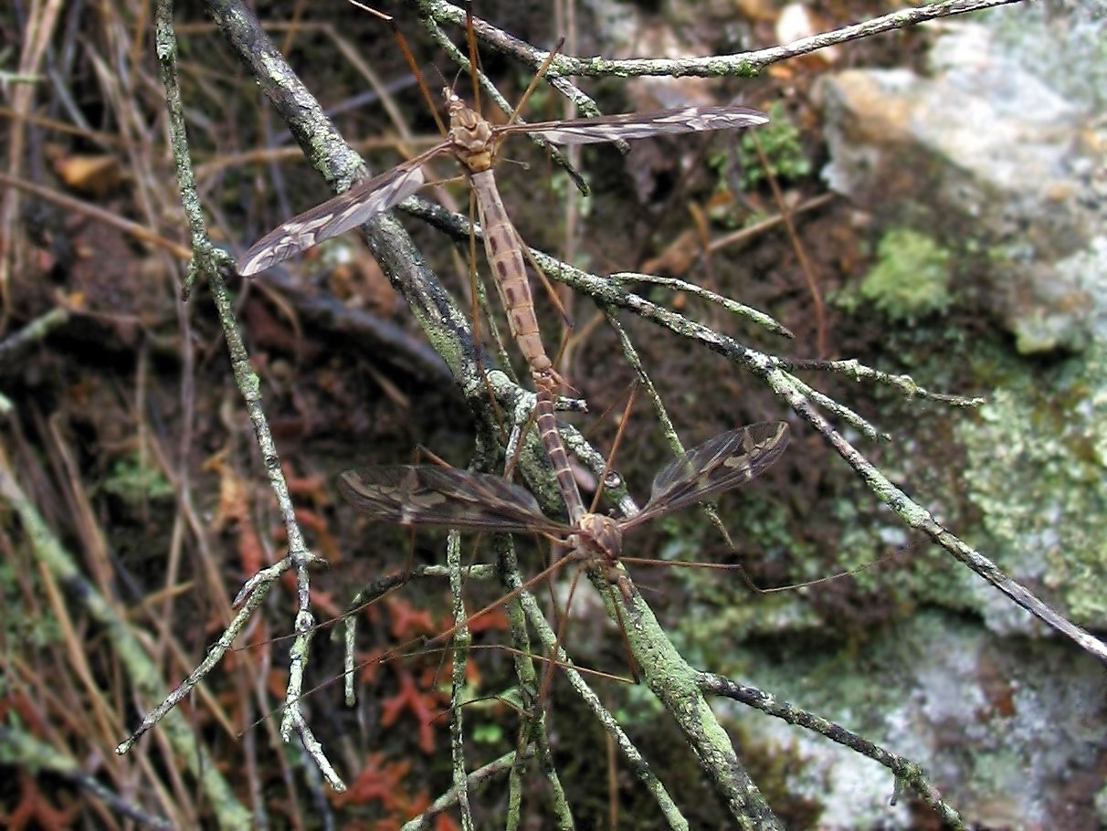 Tre Tipulidae diverse