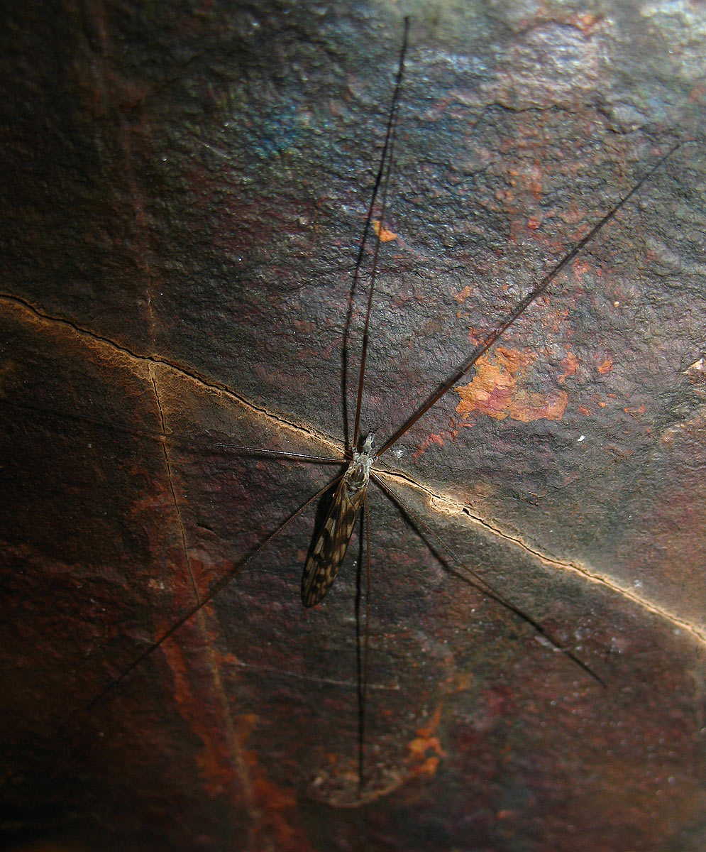 Tre Tipulidae diverse