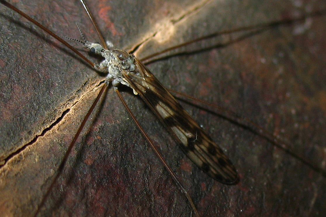 Tre Tipulidae diverse