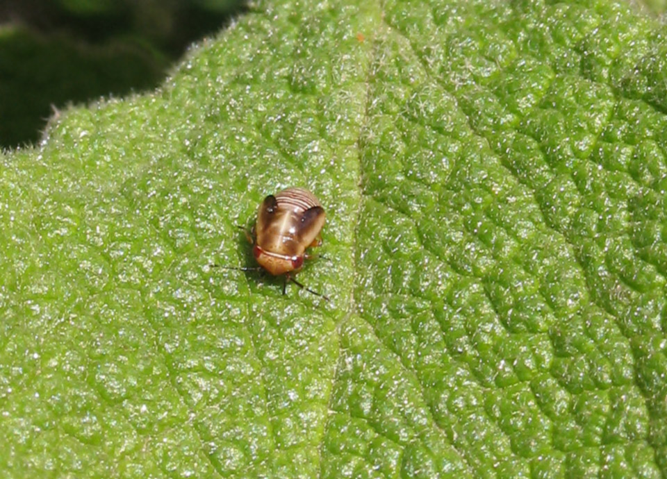 Sembra Topo Gigio: Geocoris o Piocoris???