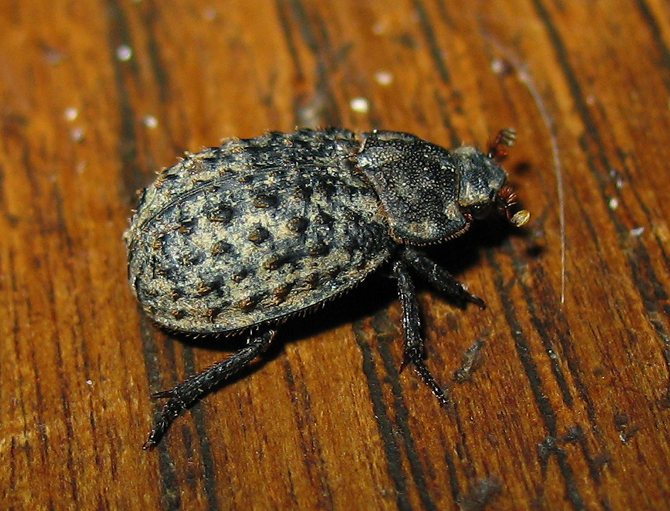 Trogidae: Trox sp.??