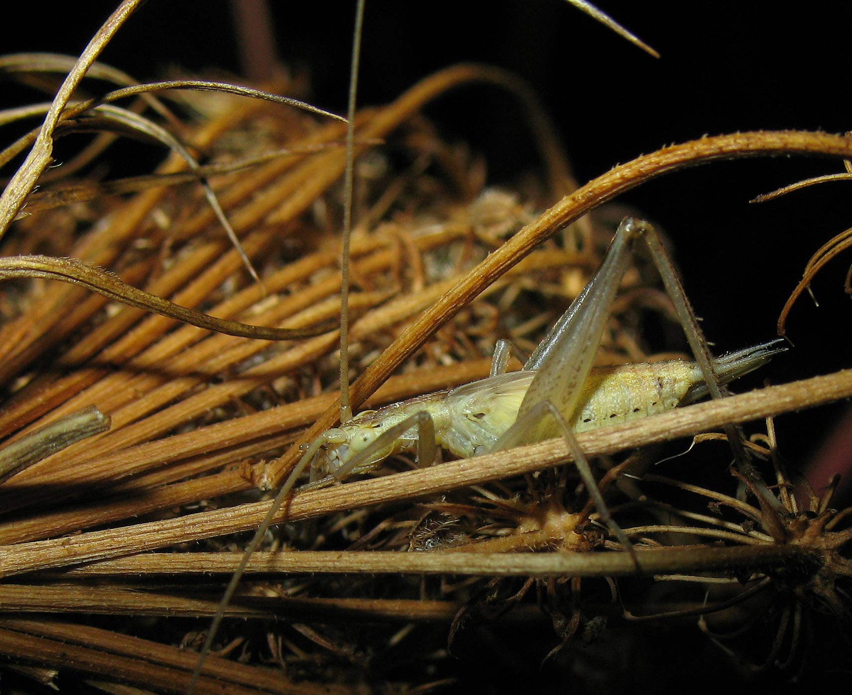 Oecanthus pellucens (Gryllidae, Oecanthinae)