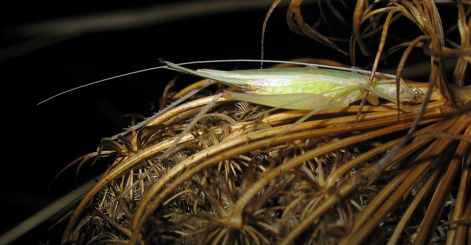 Oecanthus pellucens (Gryllidae, Oecanthinae)